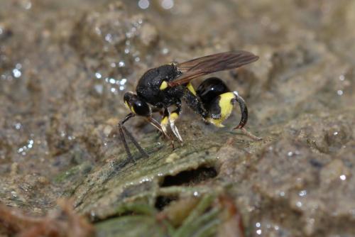 Réf. 197 117 : Chalcis myrifex